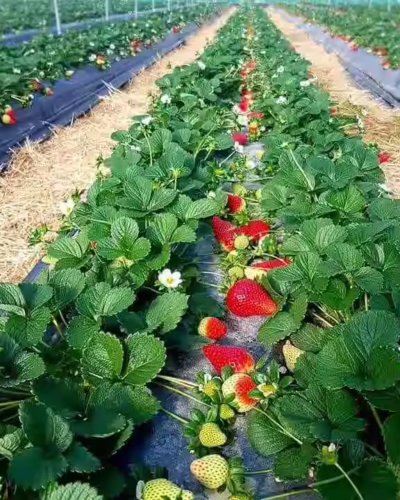Iomist Verified FSMA 204 Compliant Strawberries Traceability Data