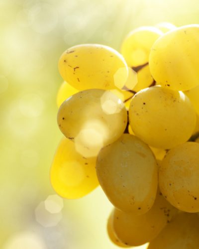 Iomist Verified FSMA 204 Compliant Grapes Traceability Data